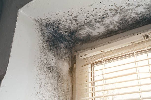 Affordable Basement Mold Remediation solutions in Pacific, WA